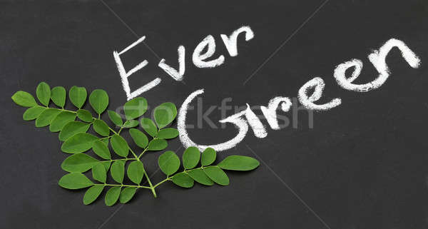 Moringa leaves with written Ever Green Stock photo © bdspn
