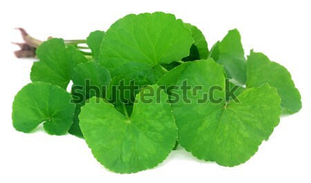 Medicinal thankuni leaves  Stock photo © bdspn