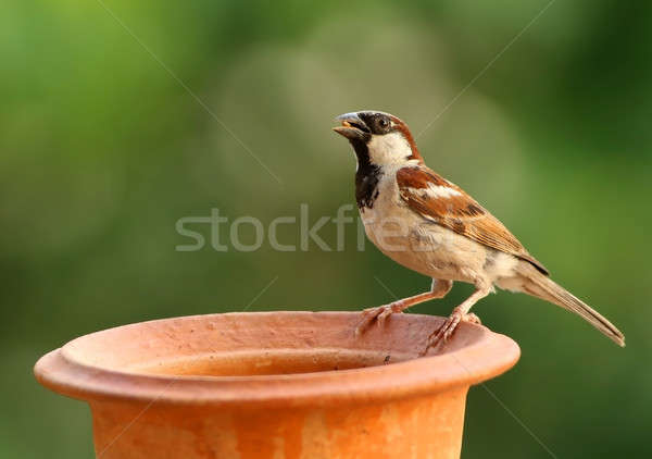 House sparrow feeding Stock photo © bdspn