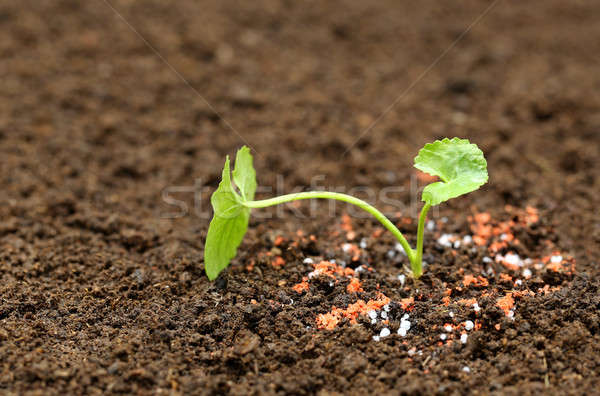 Planta suelo químicos fertilizante hoja Foto stock © bdspn