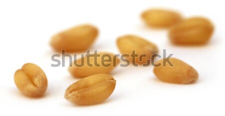 Grano grano bianco alimentare sfondo pane Foto d'archivio © bdspn