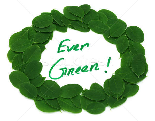 Ever Green written in Moringa leaves frame Stock photo © bdspn
