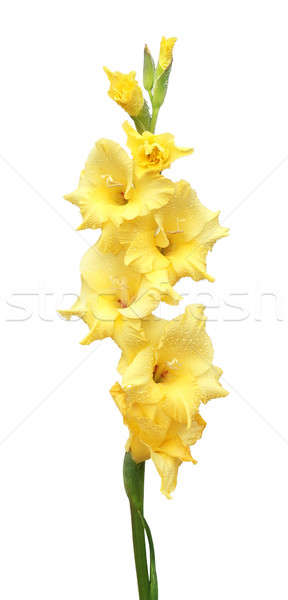 Yellow gladiolus flower Stock photo © bdspn