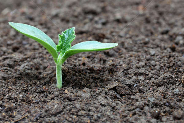 Fles kiemplant vruchtbaar bodem zomer landbouw Stockfoto © bdspn