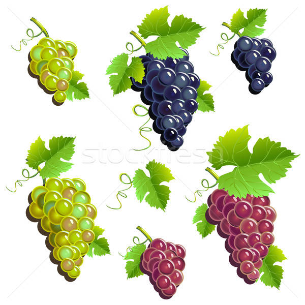 Bunches of grapes set Stock photo © bedlovskaya