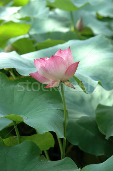 розовый воды Лилия листьев лист фон Сток-фото © bedo