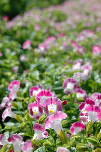 крошечный цветы области розовый белый Сток-фото © bedo