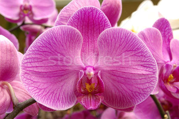 Purple орхидеи цветы весны природы Сток-фото © bedo