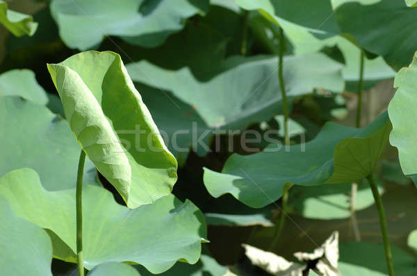 Water lily leaves Stock photo © bedo