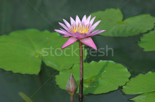 Purple Lotus пруд цветок воды лист Сток-фото © bedo