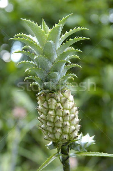 Baby pineapple Stock photo © bedo