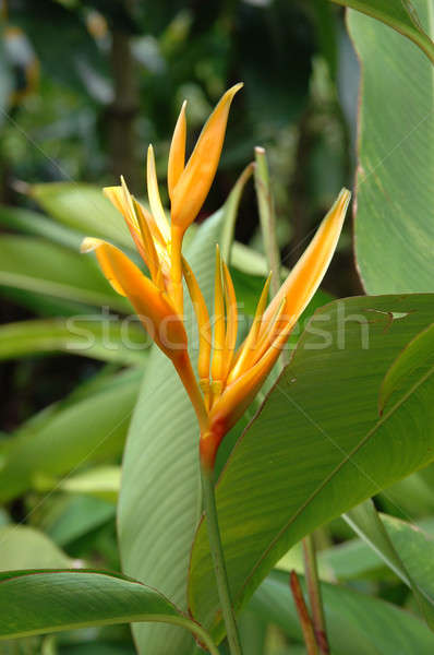 Naranja aves verde arco iris rojo Foto stock © bedo