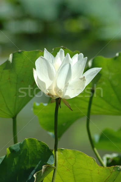 White water lily Stock photo © bedo