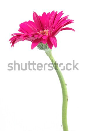 розовый Daisy изолированный белый фон красоту Сток-фото © bedo