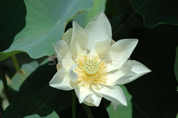 White water lily Stock photo © bedo