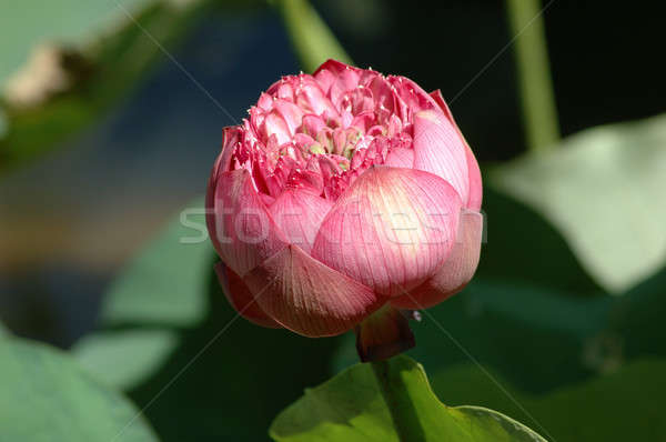 розовый воды Лилия цветок лист Сток-фото © bedo