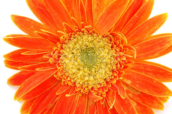оранжевый Daisy изолированный белый фон Сток-фото © bedo