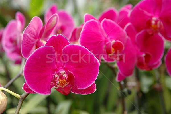 розовый Орхидеи цветы природы Сток-фото © bedo