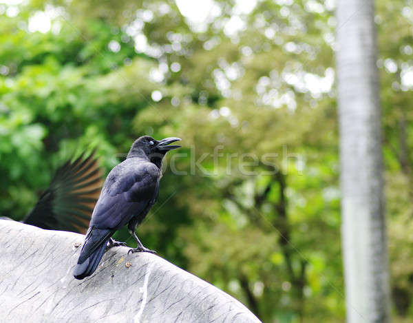 Black Crow Stock photo © beemanja