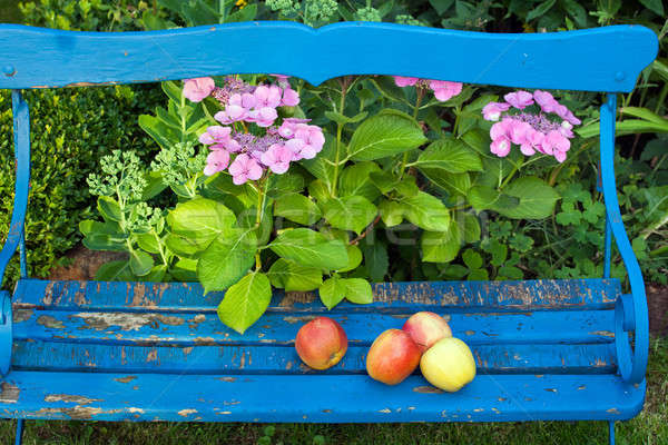 Fresh Apples on Top of Wooden Bench at the Garden Stock photo © belahoche