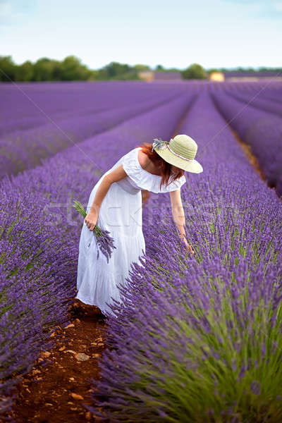 Beautiful woman in field of lavender.  Provence, France.  Stock photo © belahoche