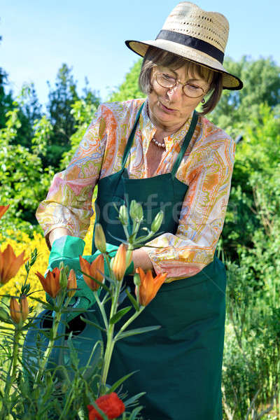 Middle-aged woman watering her flowers Stock photo © belahoche