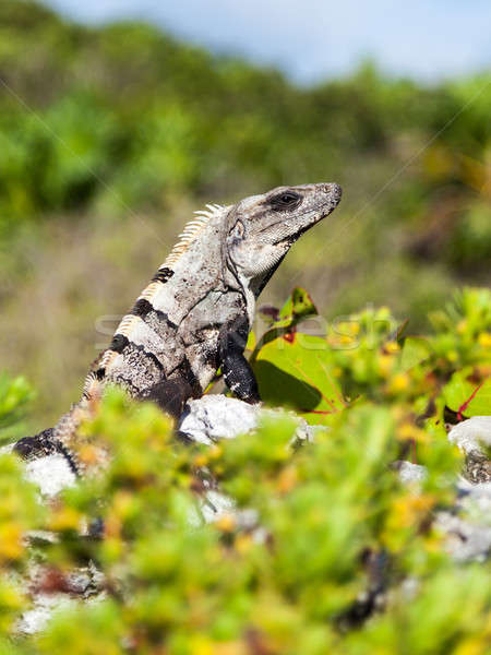 Portré nagy iguana természetes élőhely kő Stock fotó © Belyaevskiy