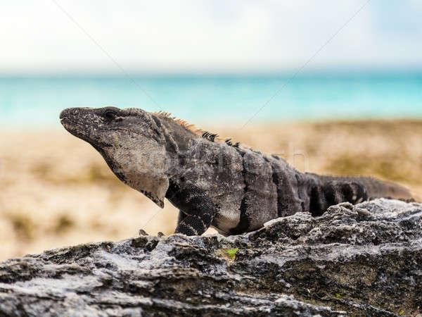 Nagy iguana természetes élőhely tenger kő Stock fotó © Belyaevskiy