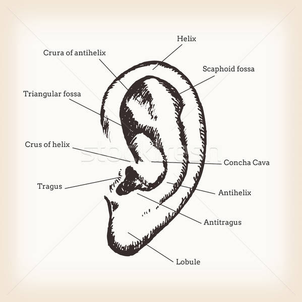 解剖 人間 耳 実例 手 図面 ストックフォト © benchart