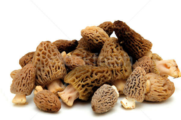 Champignons champignons Californie montagnes printemps [[stock_photo]] © bendicks