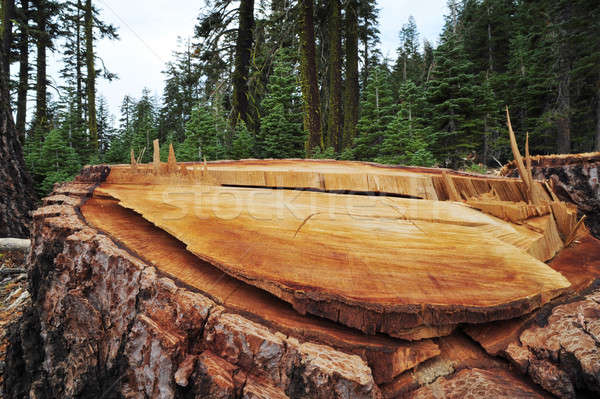 árvore floresta mata anéis casca Foto stock © bendicks