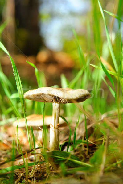 Stock photo: White Wild Mushroom