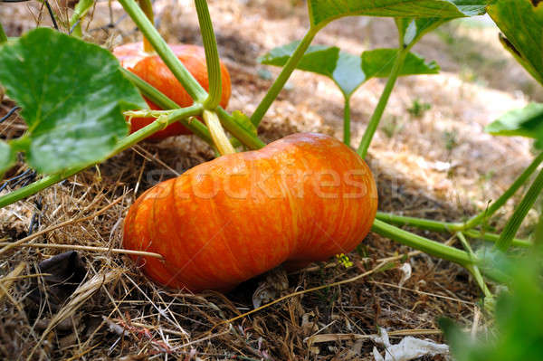 Orange Cinderella Pumpkin Stock photo © bendicks