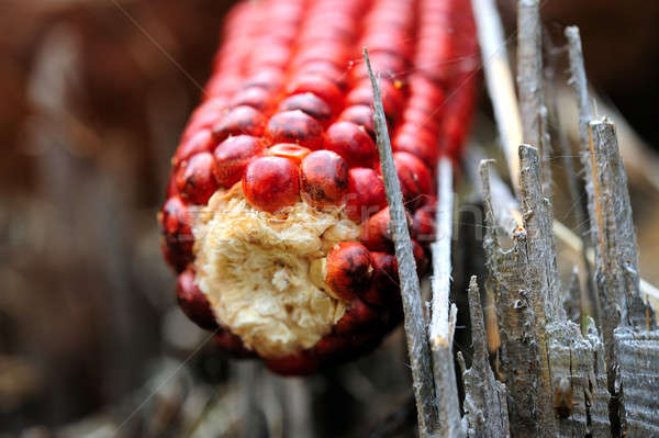 Rouge maïs indian couleur [[stock_photo]] © bendicks