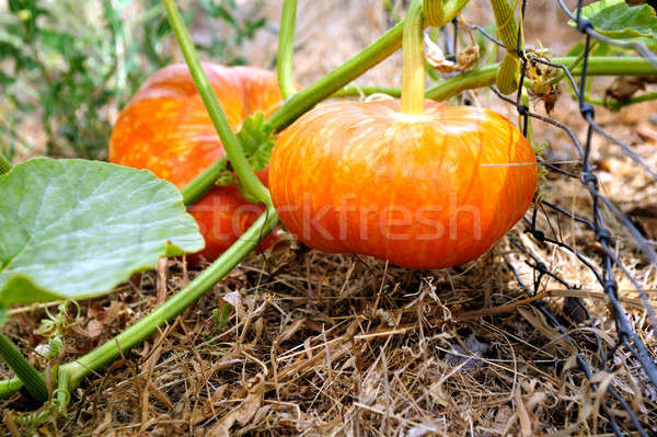 Cinderella Pumpkin Stock photo © bendicks