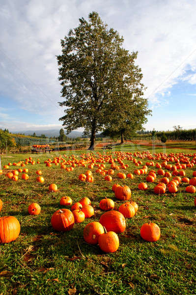 Foto stock: Calabazas · fuera · granja · herboso · venta · público