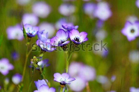 Gilia Tricolor (Polemoniaceae) Stock photo © bendicks