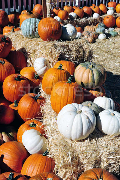 Coloré couleurs écran automne après-midi [[stock_photo]] © bendicks
