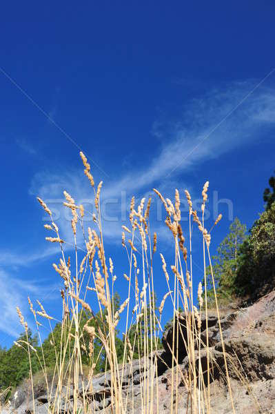 Dried Grass Seed Stalks And Blue Sky Stock photo © bendicks