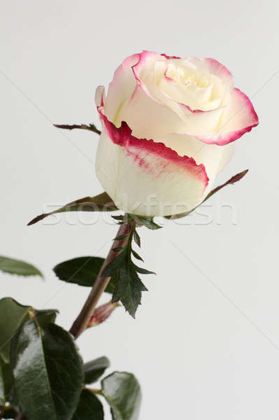 Blanche roses belle sombre rose [[stock_photo]] © bendzhik