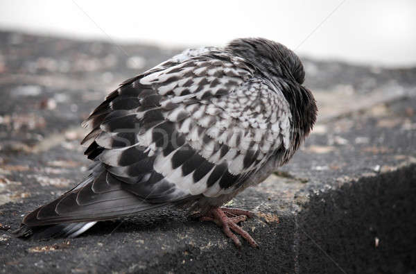 Pigeon blanche colombe séance Rock caché [[stock_photo]] © bendzhik