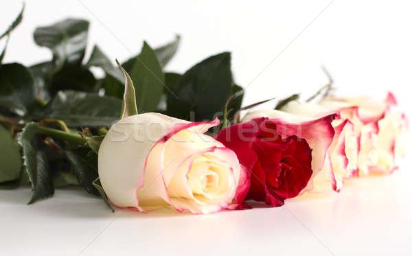 white roses Stock photo © bendzhik