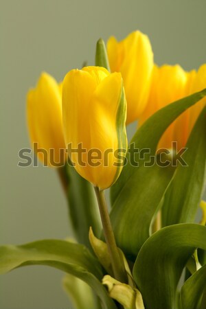 Jaune tulipes belle printemps lumineuses [[stock_photo]] © bendzhik