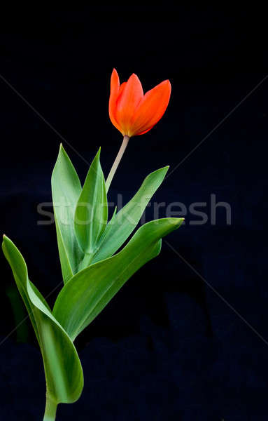 red tulip Stock photo © bendzhik