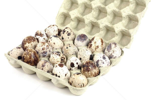 яйца окна белый яйцо птица цвета Сток-фото © bendzhik
