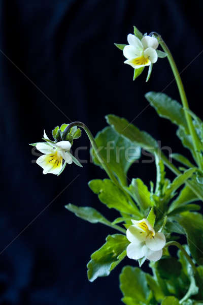 Stock photo: flowers  Pansy