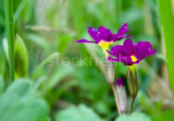 flowers Primula Stock photo © bendzhik