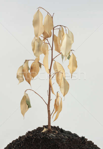 dried plant Stock photo © bendzhik