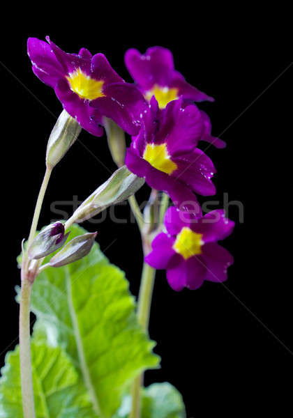 flowers Primula Stock photo © bendzhik