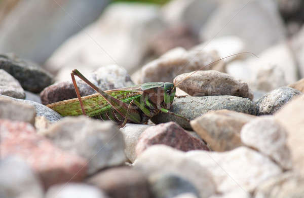 grasshopper Stock photo © bendzhik